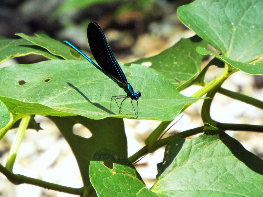 Ebony Jewelwing