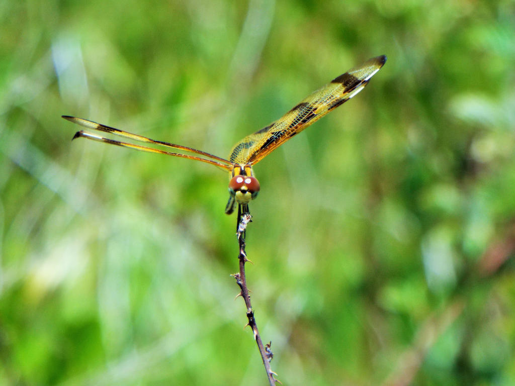 Halloween Pennant