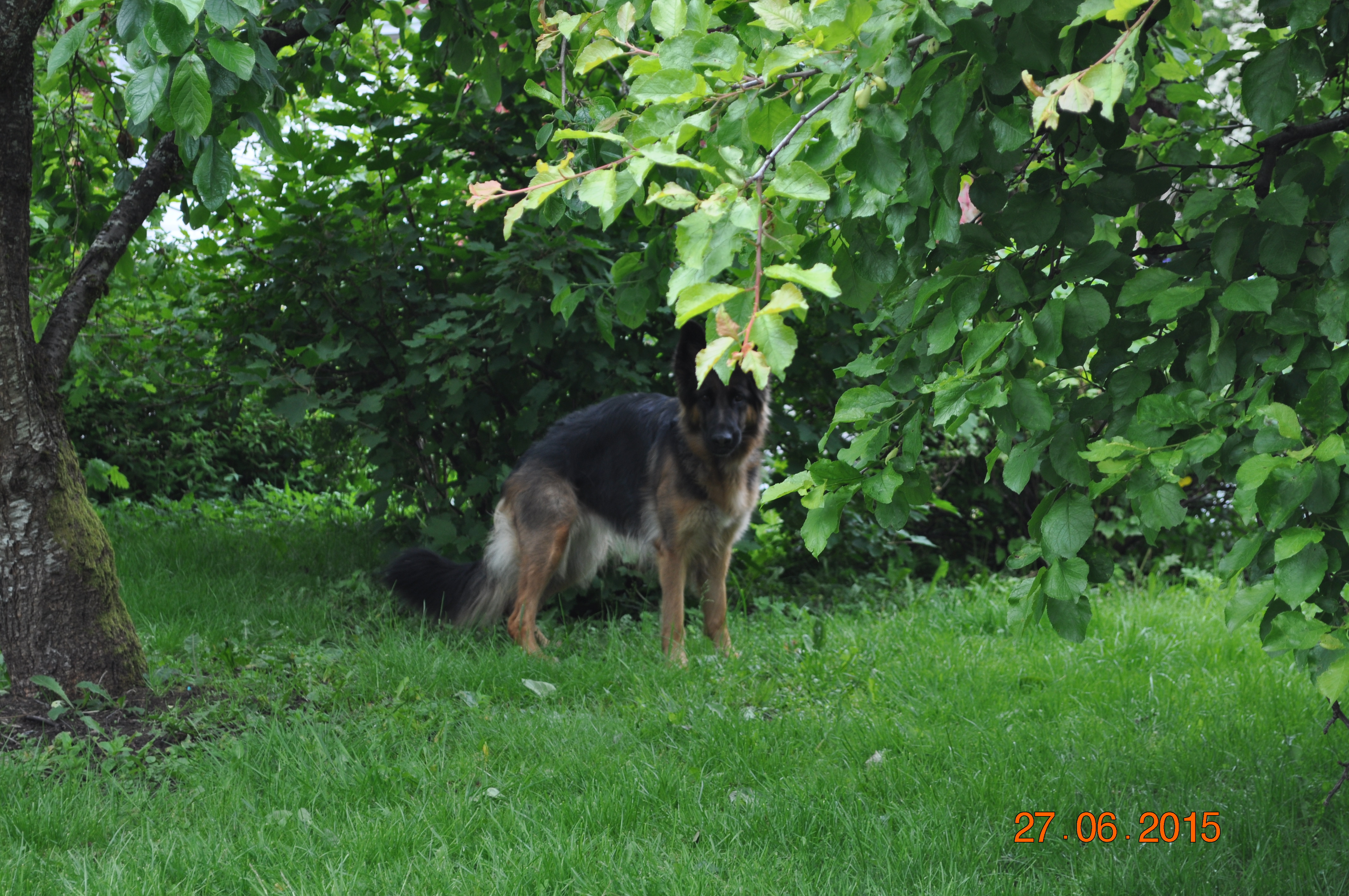 Kaisa the German Sheperd (1)