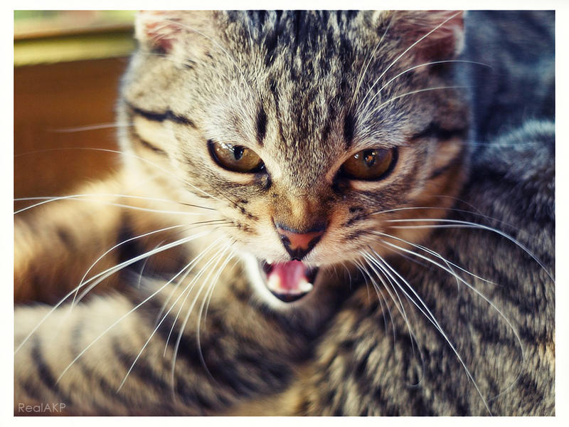 Angry Raging Cat Very Angry Cat by RealAKP on DeviantArt