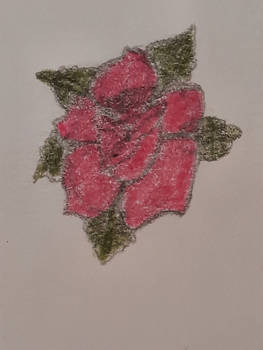 Beautiful Pink Rose