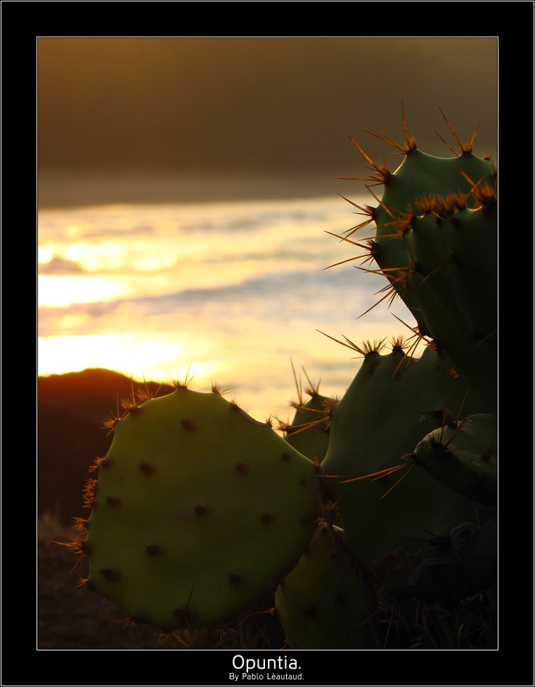 Opuntia.