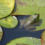 frog in a pond