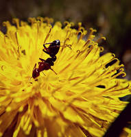 Ant and flower