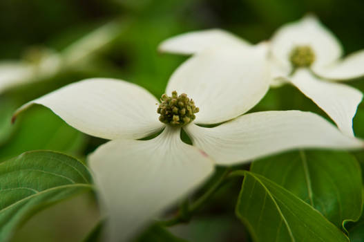 White Flowers