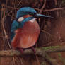 young kingfisher