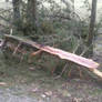 Fallen Trees.