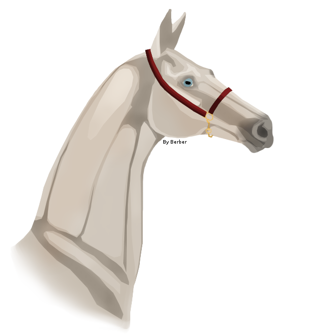 Akhal Teke III