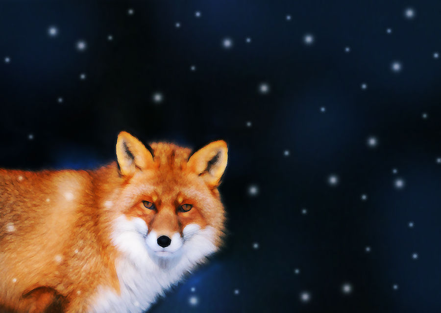 Snow Fox