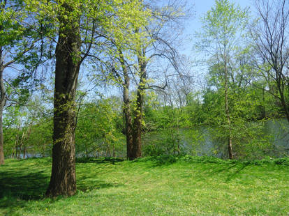 Trees, Grass, River Stock