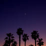 Palm Tree's View of a Sunset