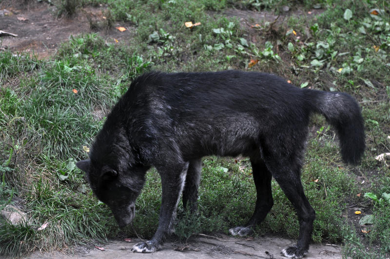 Haida- Alpha Male