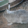 Bunny Visitor