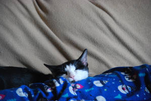 Napping Cutely