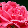 Droplets on Rose Petals