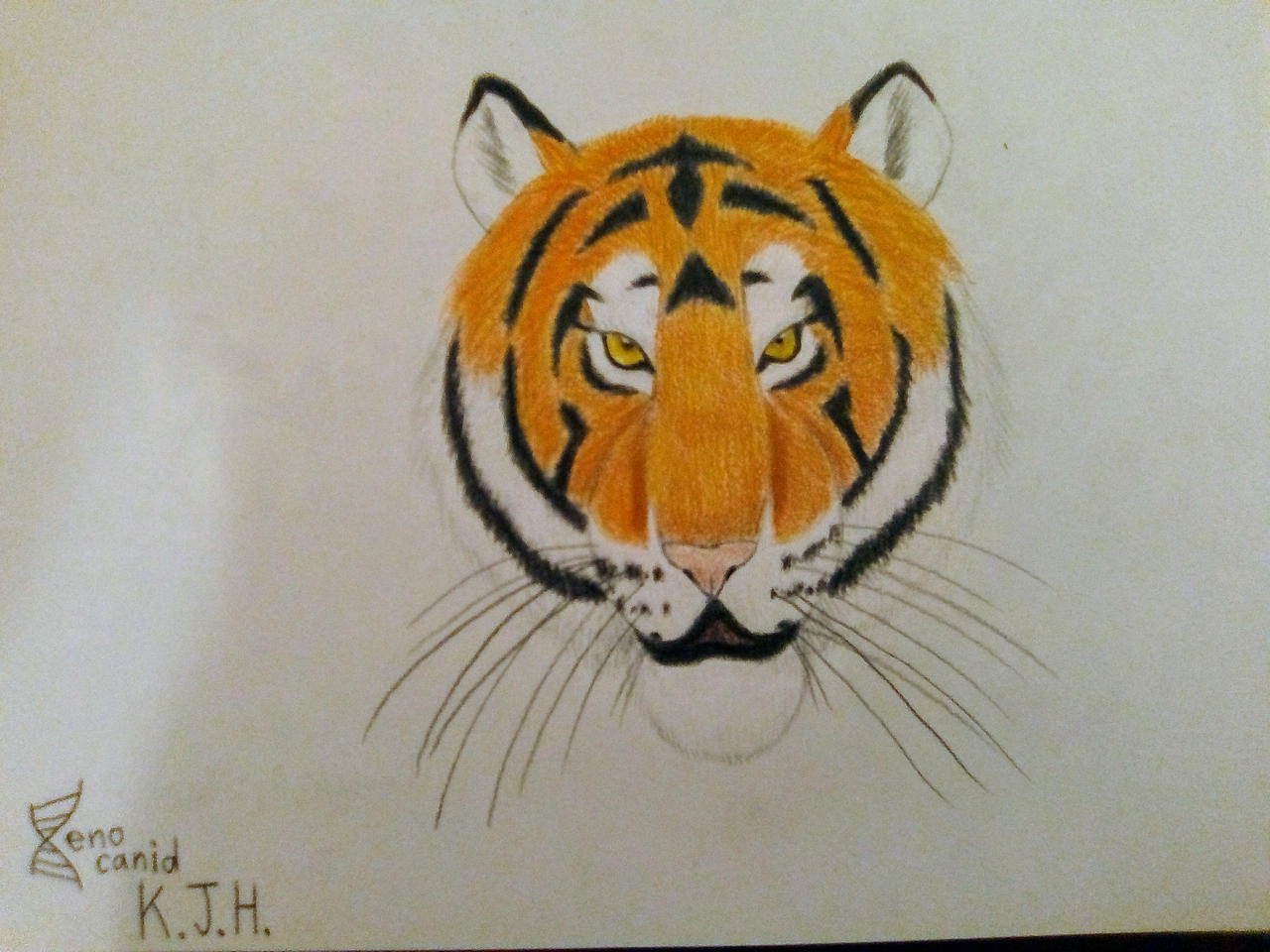 How To Draw A Realistic Tiger Face Easy how-to-draw-a-realistic-tiger-face-easy