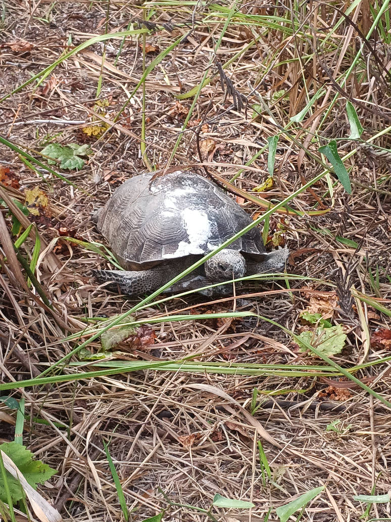 Gopher Tortoise By Tommy298 On DeviantArt