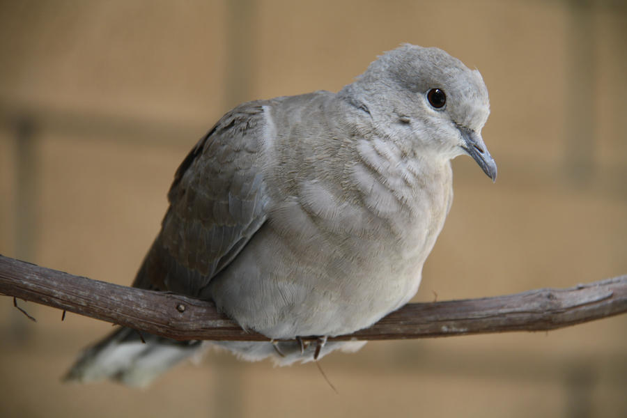 Dove