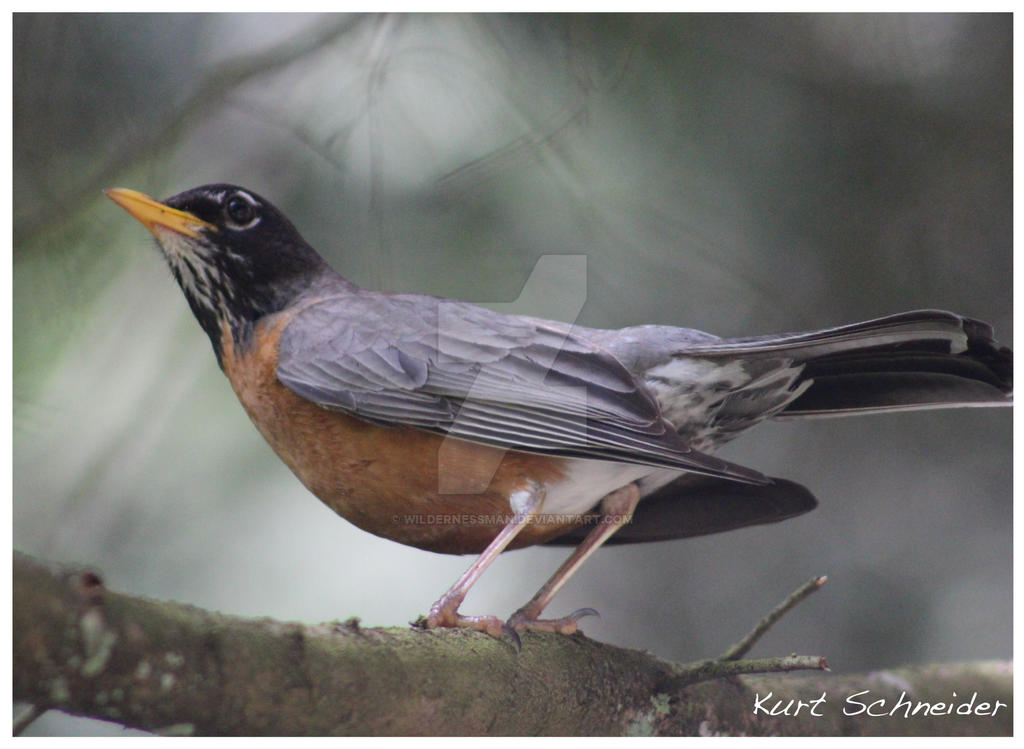 Red Robin Rocking Rockin' Robin by WildernessMan on DeviantArt