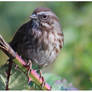 Thorny Perch - Burnaby Lake 5