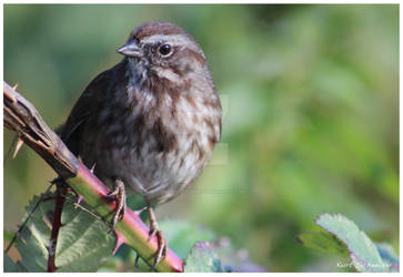 Thorny Perch - Burnaby Lake 5