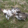 Dead bird