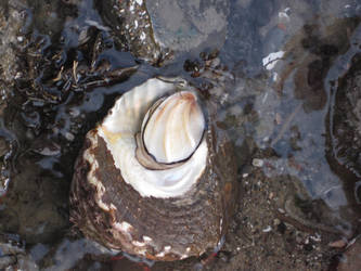 Underside of Turban Snail