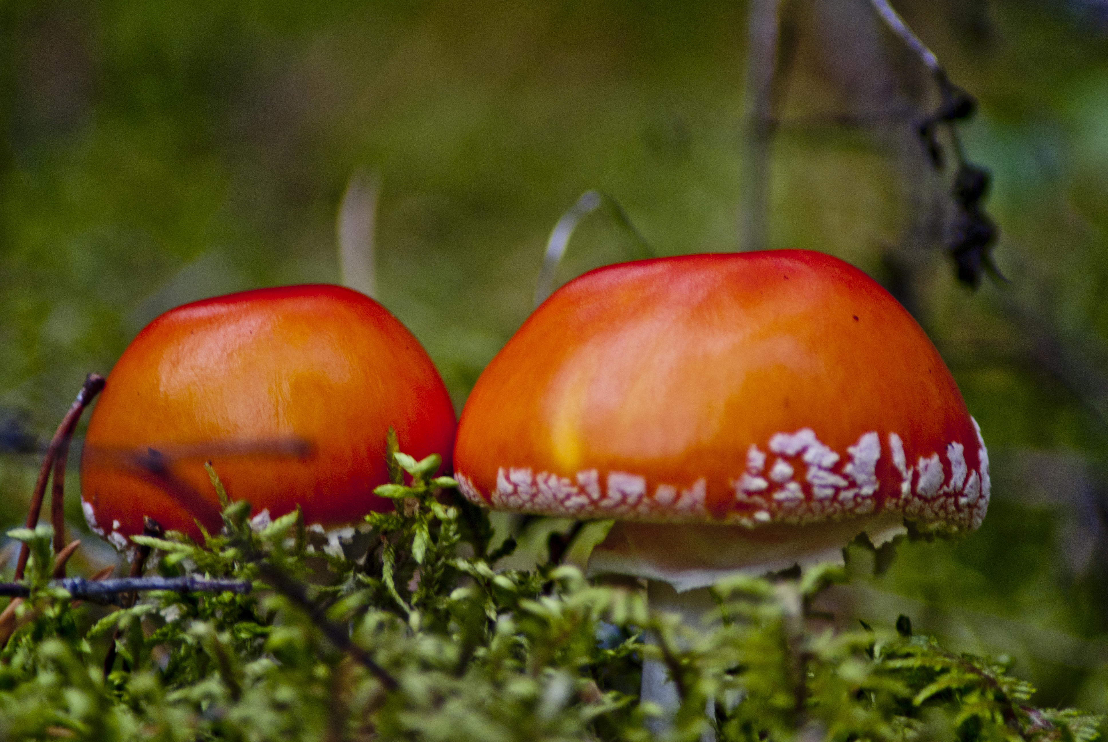 Amanitas1