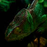 Chameleon in Green