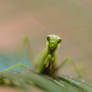 Mantis religiosa 1