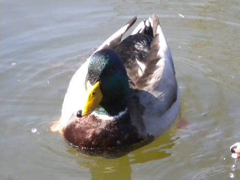 mallard duck