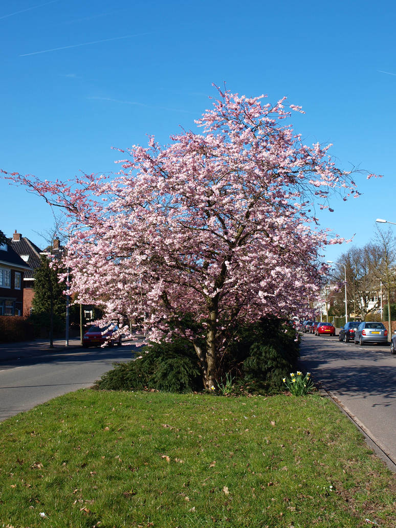 One Cherry Tree One Cherry Tree by Rewrite-Noodle on DeviantArt