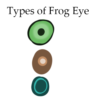 Types Of Frog Eyes by The-Below on DeviantArt