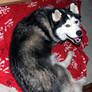 Indy the Malamute I rescued