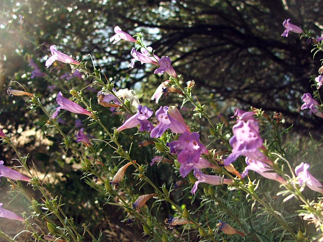 Wildflowers