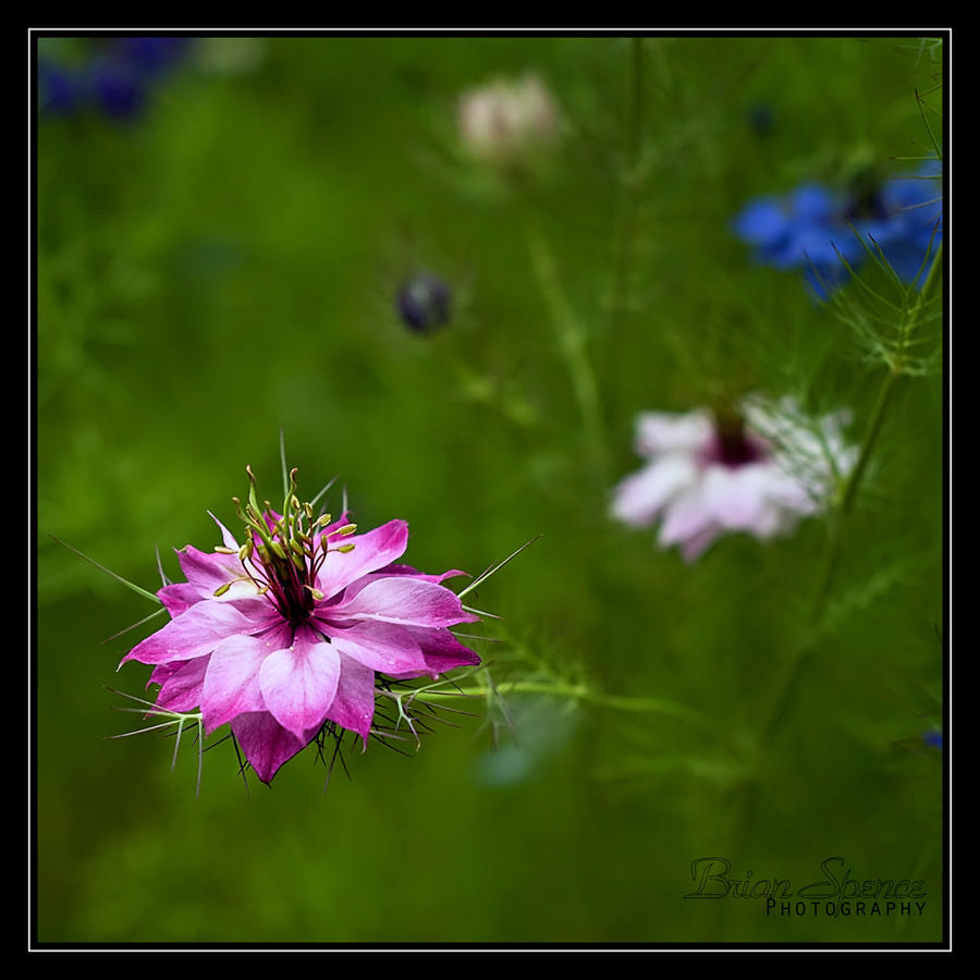 A Little Pink