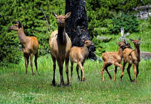 The Elk Family