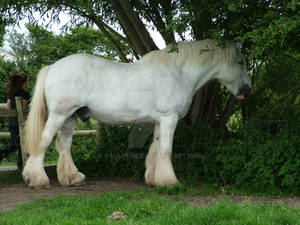 shire horse