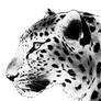 Amur Leopard - Its Black and White