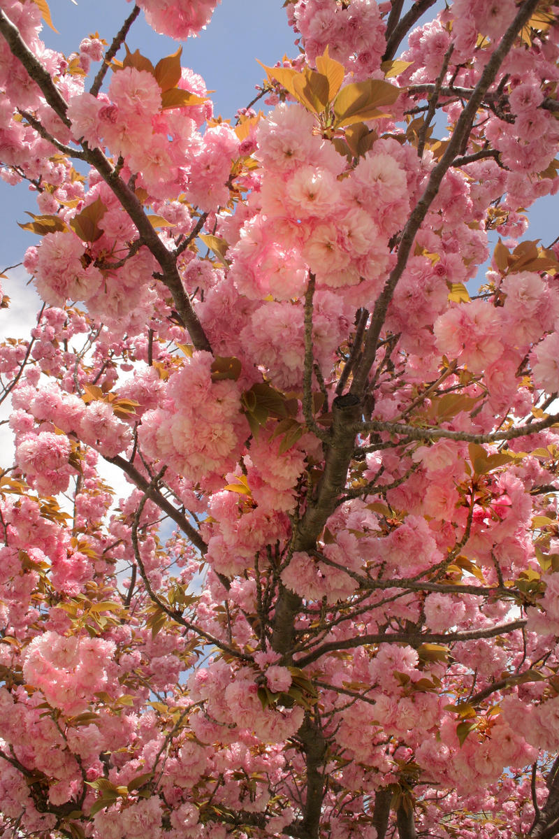 Pink Flurries