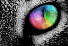 Rainbow Cat Eye.