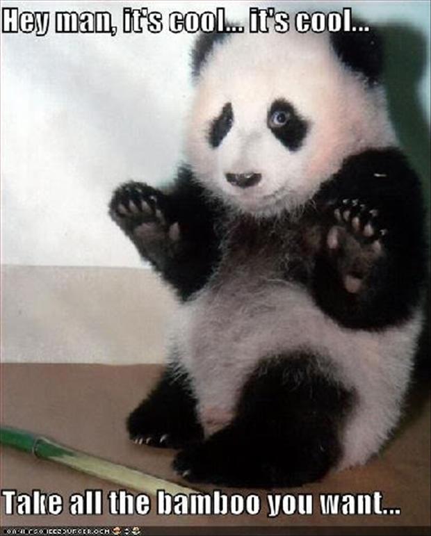 Funny-animal-pictures-panda-bears by dylanjacobe on DeviantArt