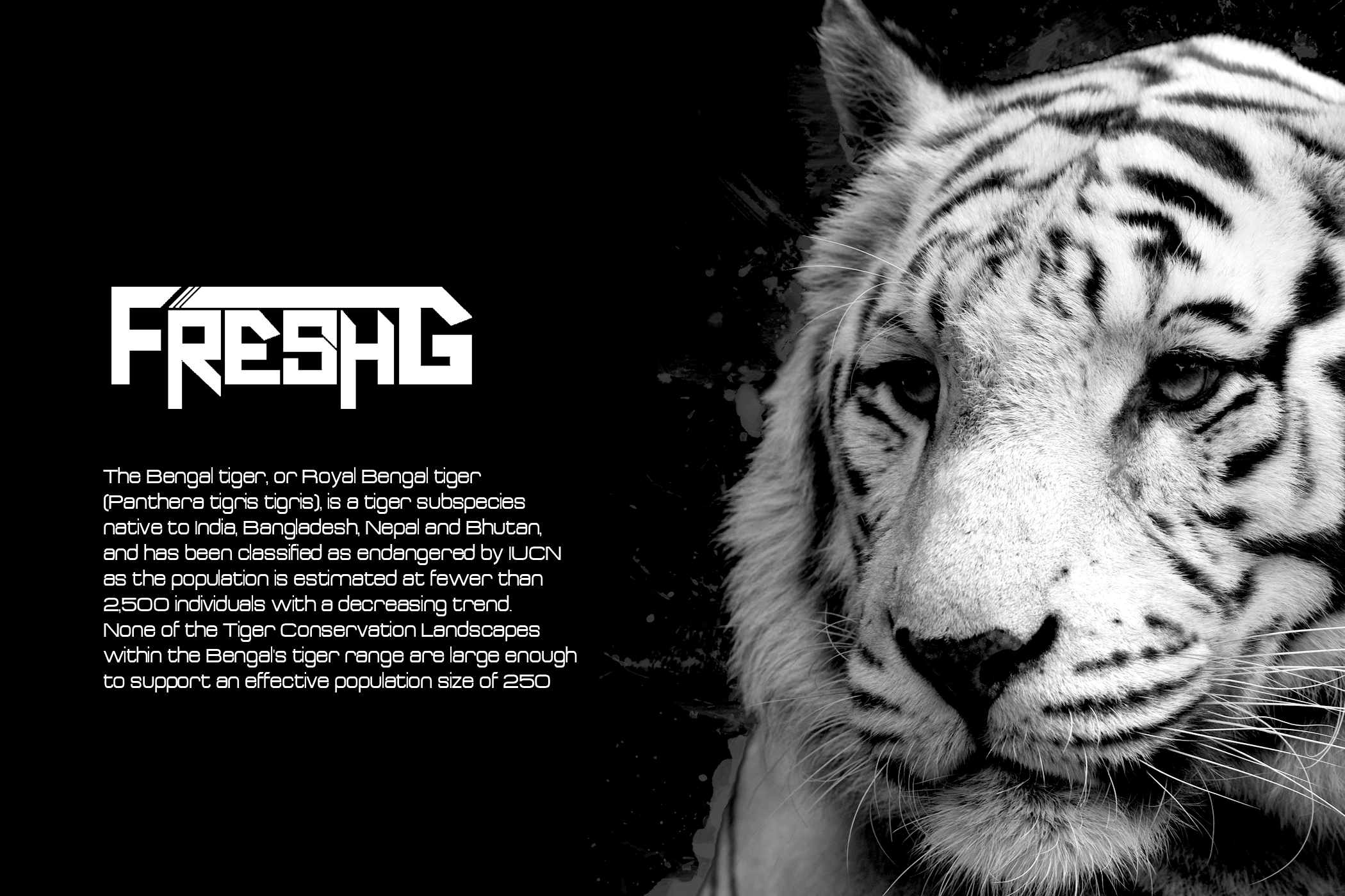 Bengal tiger Wallpaper by IFreshG on DeviantArt