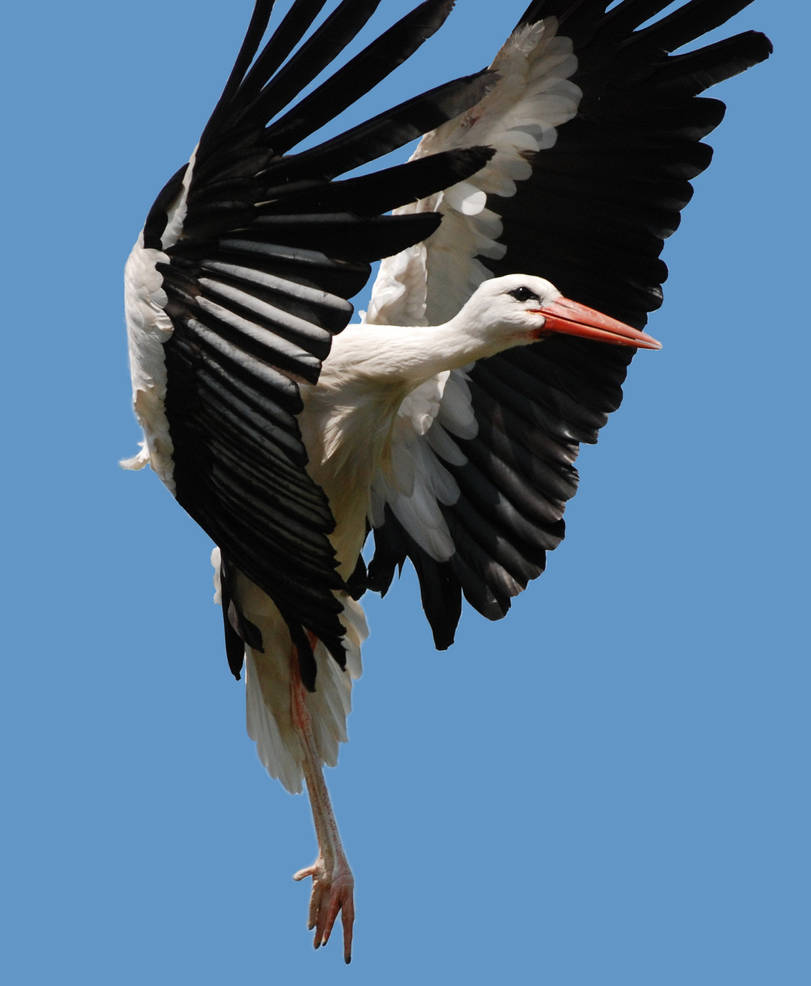 White stork landing