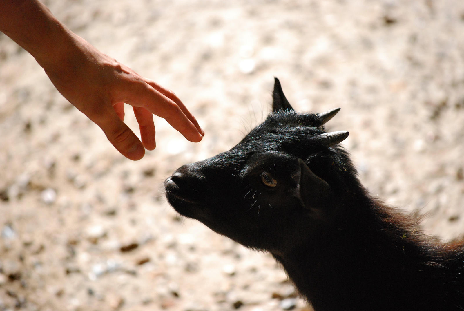 Baby goat and a child