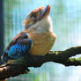 Blue Winged Kookaburra