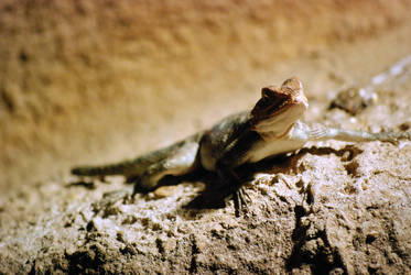 Dragon lizard by bianco-c