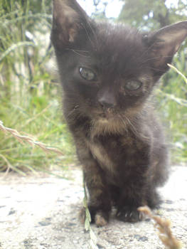 Black Kittyy