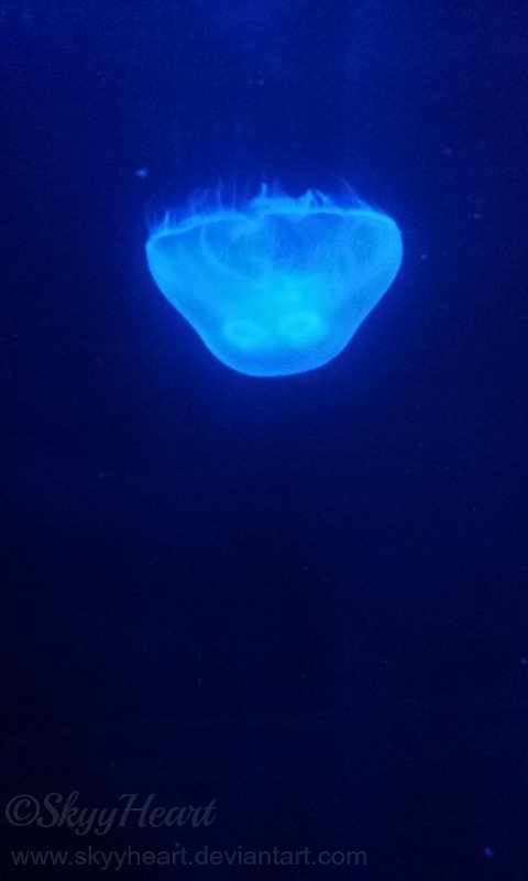 Jellyfish