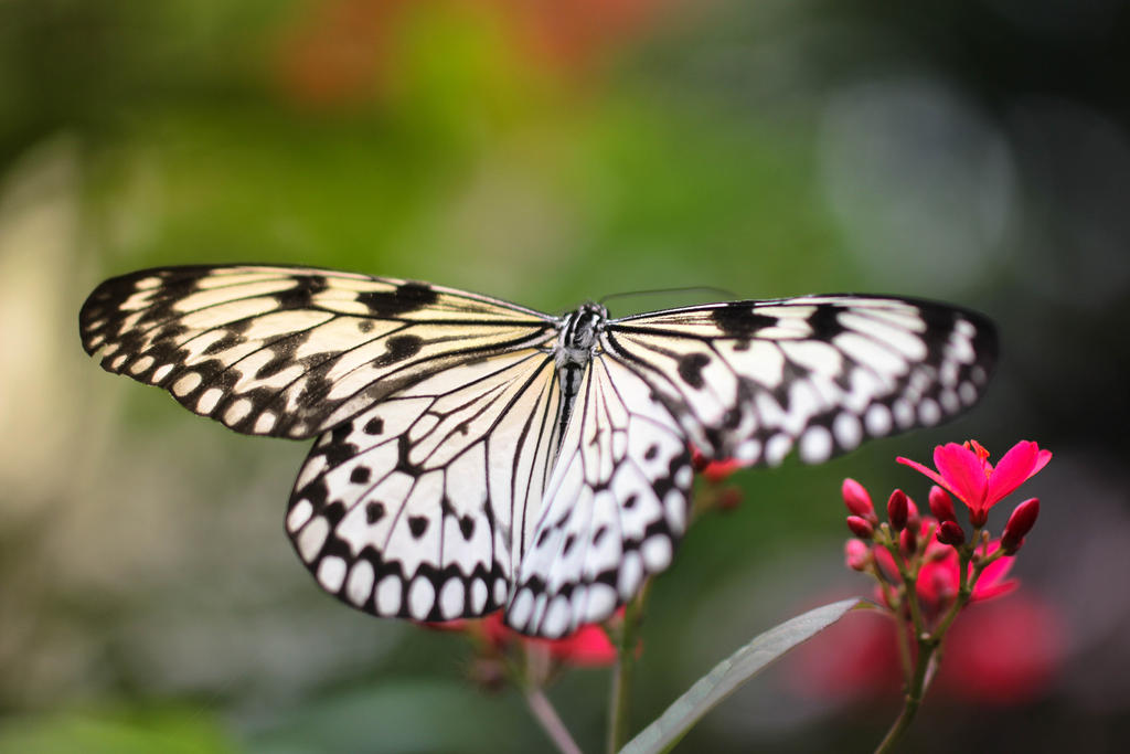 Butterfly by Selindeli